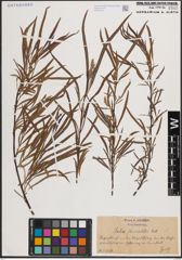 Foto von Salix fluviatilis Nutt.